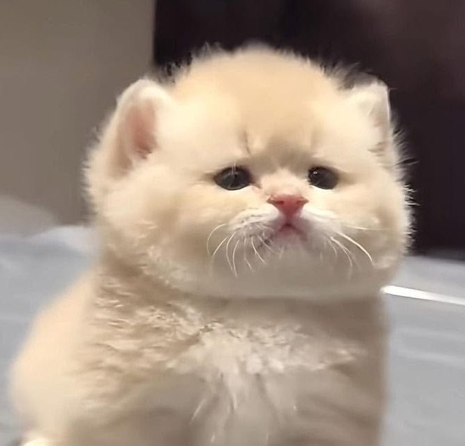 tinytetaez's tweet photo. ⭐️⭐️⭐️⭐️⭐️
คุณภาพ :  ดีมาก
ลักษณะ :  น่ารัก แจ้มฟู อ้วน ๆ พุงเต่ง https://t.co/8tpOzECXio