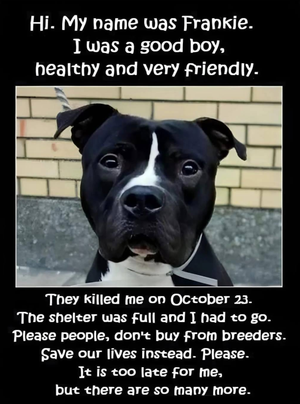 TweeetsOfDogs's tweet photo. This is heartbreaking and reminds us that every shelter animal deserves a chance at life. Please adopt, don’t shop—there are so many loving pets waiting for homes. Together, we can save more “Frankies” and give them the love they were meant to have. Their lives depend on us. ❤️ https://t.co/iO1yjIG5eM