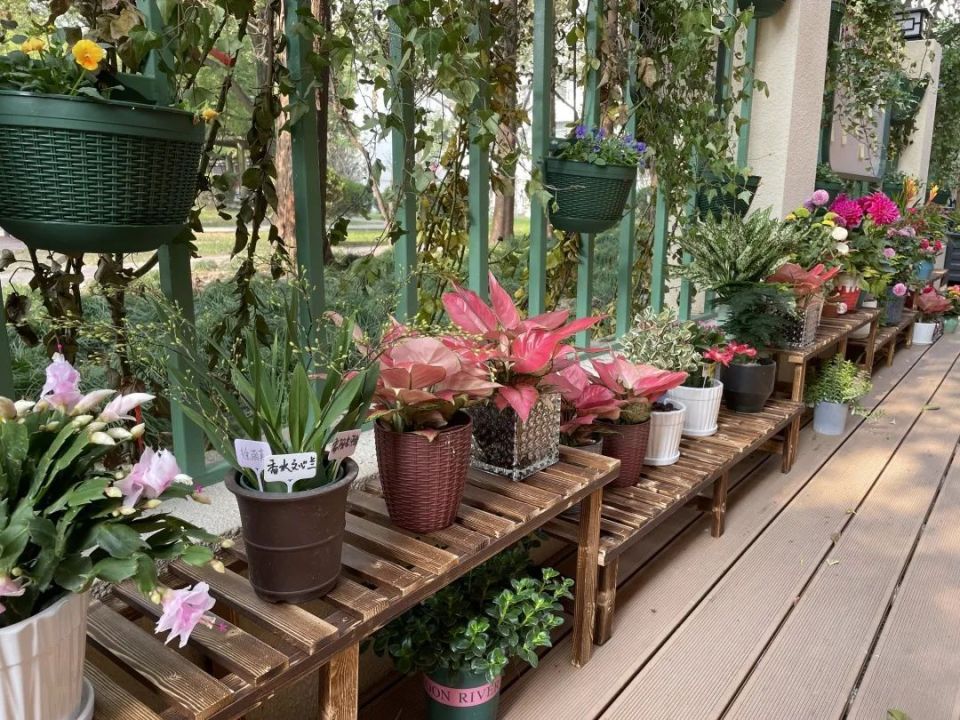 JarredMashno's tweet photo. Free community plant swap this Sat (2-4PM) at Maple Park! Bring extra plants/seeds, take new green buddies, chat with neighbors u0026 garden pro tips. See you there! https://t.co/wfU2bWJSKY