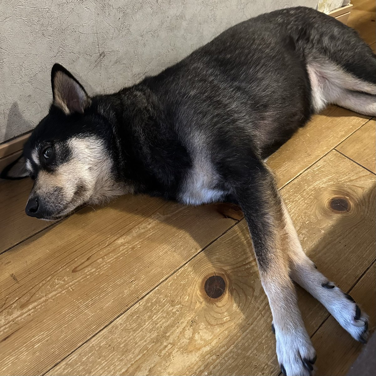 samiversetv's tweet photo. 本日のフローリング休息犬🐶 https://t.co/RjfeVaoskB