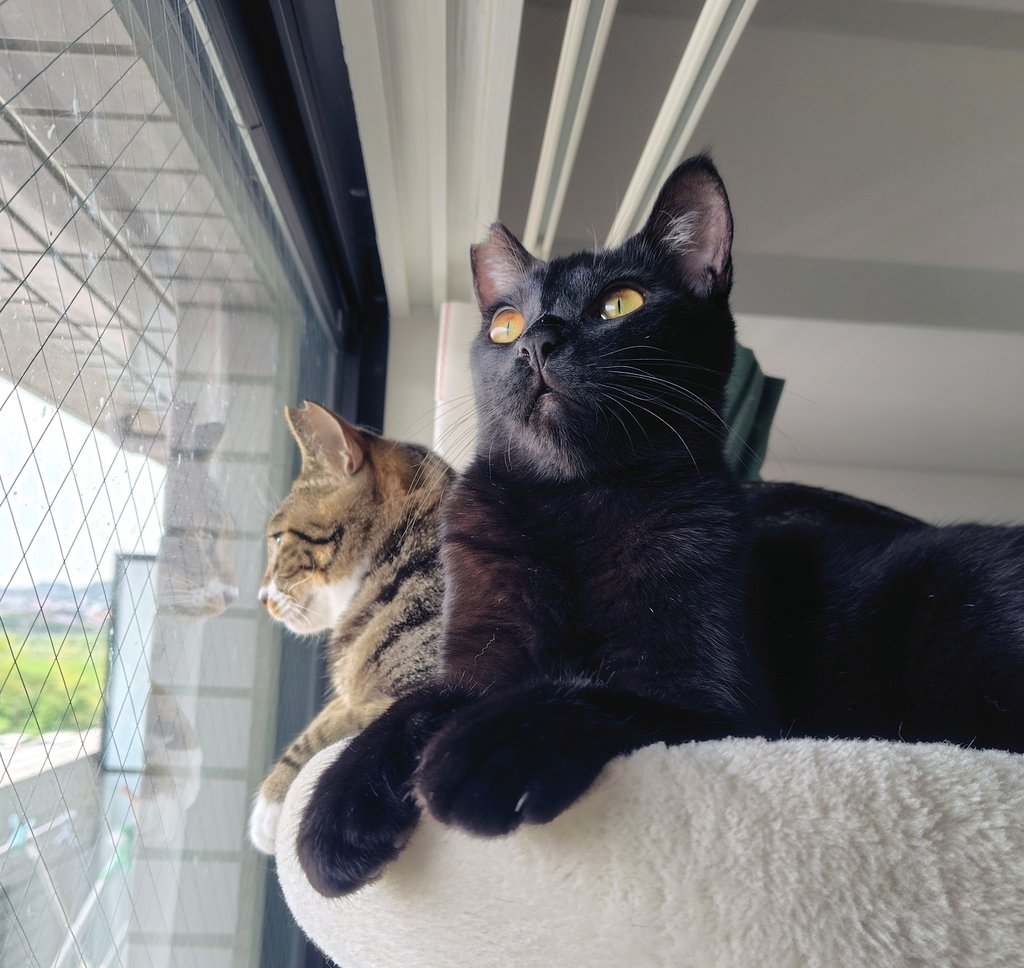 nf_gd219's tweet photo. 2匹のベリーキュートキャットがうちに来てから半年経ちました https://t.co/xGbt9MjLYA