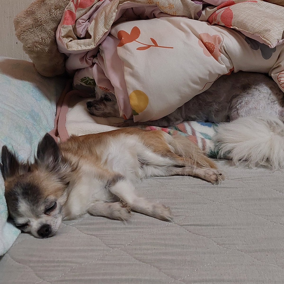 Wakuya11's tweet photo. 🐶奴はしっかり隠れてます😉 https://t.co/TBnJ4iFkk8