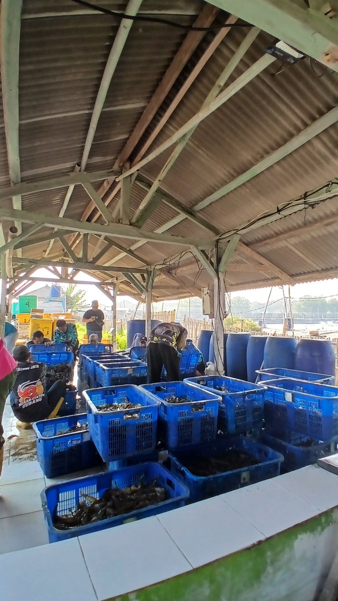 ArgaSpa's tweet photo. Alhamdulillah siklus ini masih diberkahi dengan menutup panen di size 30 ekor/kg, semoga siklus depan harga perudang"an bisa stabil https://t.co/T5bSmIF1Jp