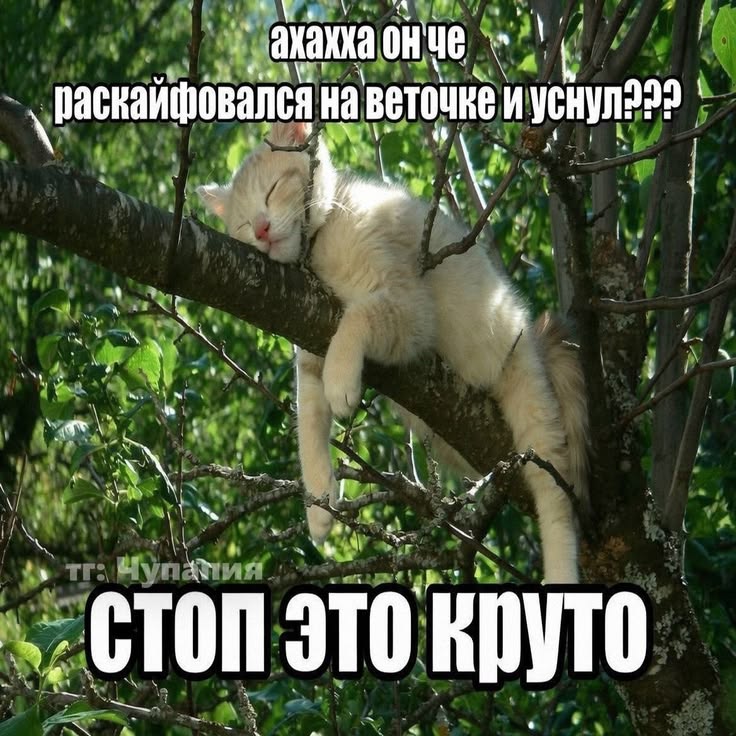 vinliny's tweet photo. хочу кайфовать на веточке https://t.co/OCvbx5TP4D