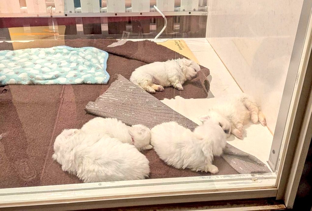 mjpg_2's tweet photo. 群馬にある世界の名犬牧場という施設に子育て中の母子犬専用の部屋があるんですけどペキ母とペキキッズがわらわらいてめちゃくちゃ可愛かったです https://t.co/NUdnIaQbD0