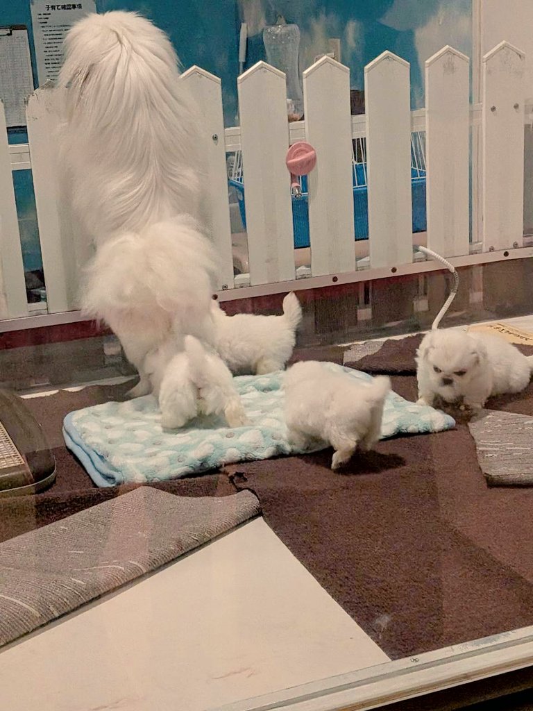 mjpg_2's tweet photo. 群馬にある世界の名犬牧場という施設に子育て中の母子犬専用の部屋があるんですけどペキ母とペキキッズがわらわらいてめちゃくちゃ可愛かったです https://t.co/NUdnIaQbD0