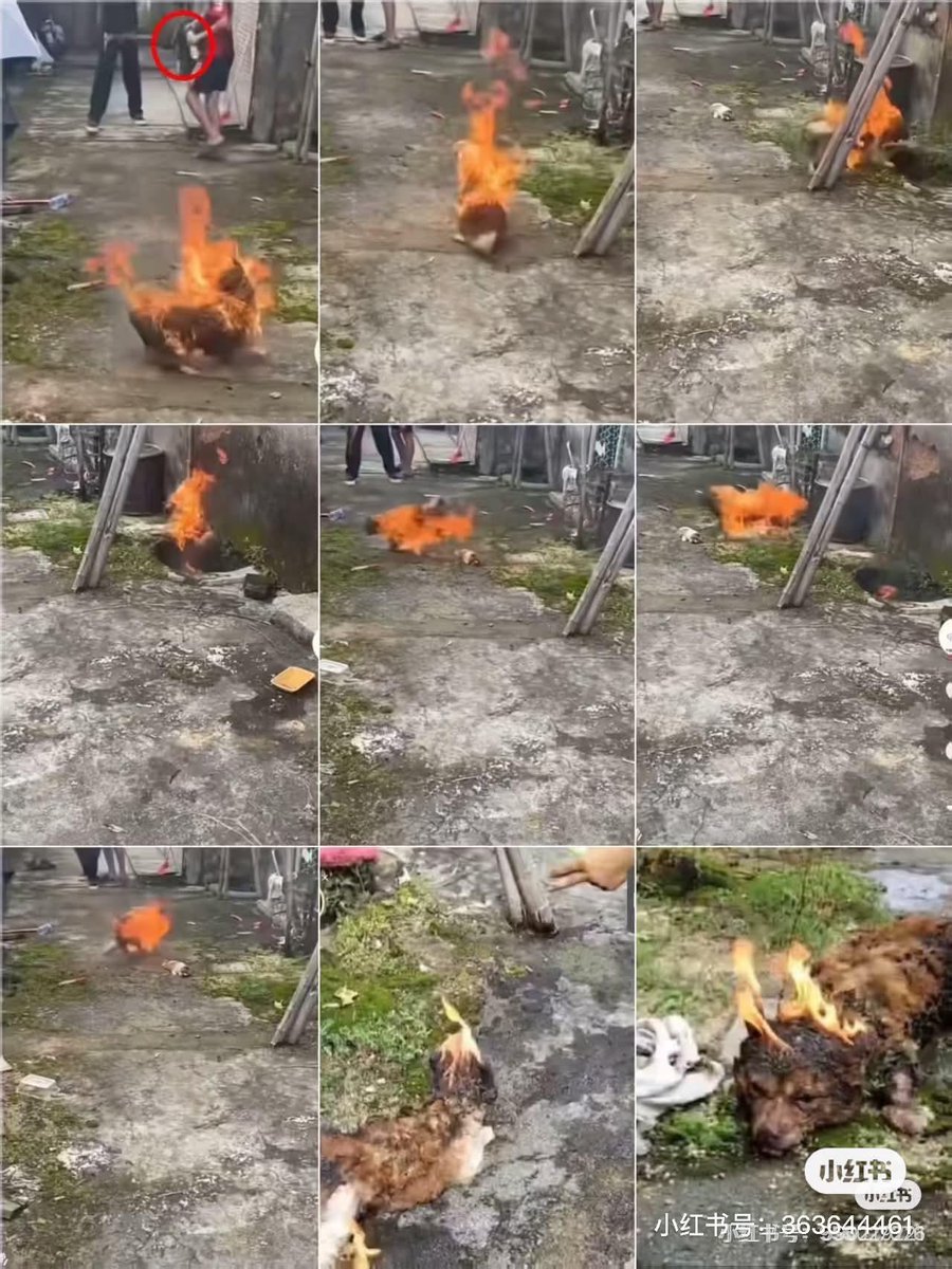 Ben12qoo's tweet photo. A horrific act of animal cruelty has sparked global outrage. In Jieyang, Guangdong, a peaceful stray dog mother "WangWang" and her four newborn puppies were brutally burned alive and beaten to death by 4 minors who filmed the atrocity for social media. #JusticeForWangWang https://t.co/Y3SEGPJNbP
