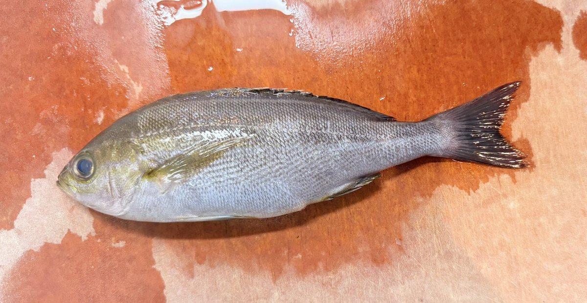 nene_another's tweet photo. いつものスーパーで包丁サイズのいさきをゲット🐟
アクアパッツァにしようと思ったのにアサリ買い忘れて今日は塩焼きに🐟 https://t.co/dKopvgPqSf