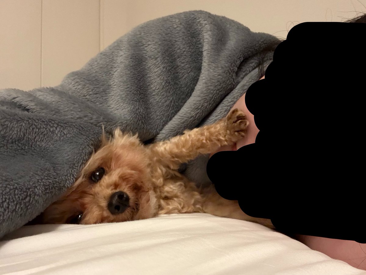 lily_mocha_days's tweet photo. 犬あるある

自分は人のことﾍﾞﾛﾍﾞﾛ舐めたりｸﾝｸﾝ嗅いでくるのに、何故か自分がやられると嫌がる（やめろの手） https://t.co/C0F8AKH86t