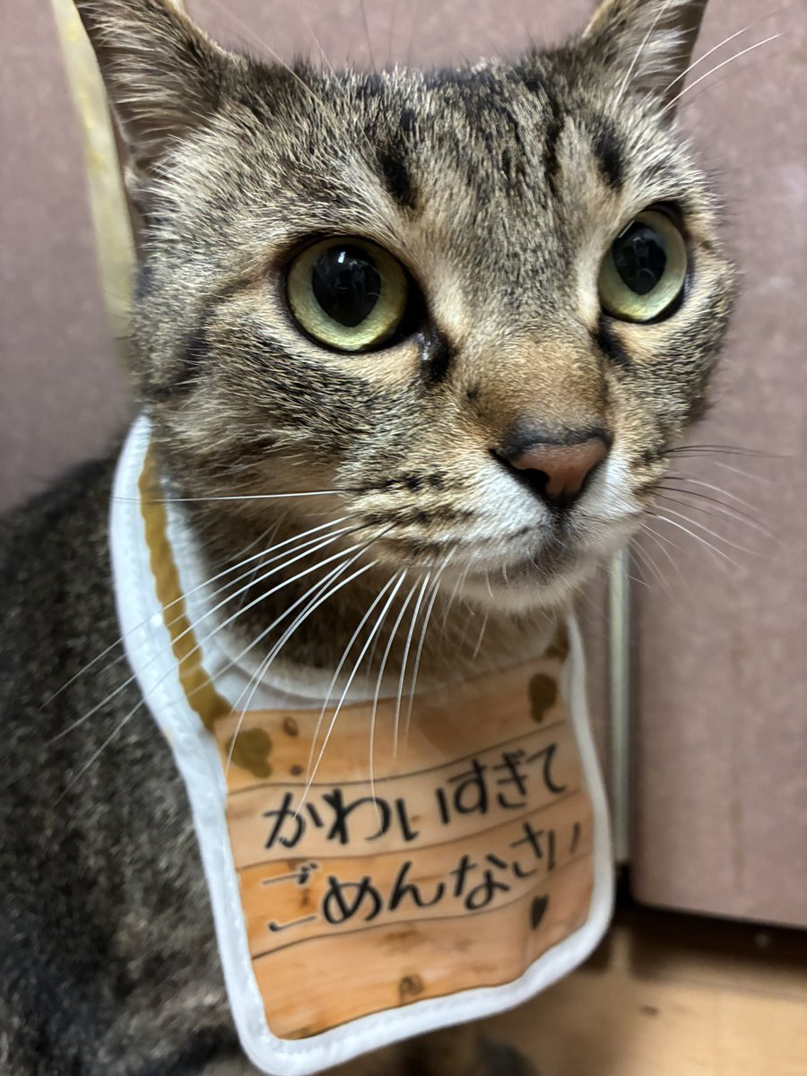 luke_gechu's tweet photo. 先代黒げちゅも今のげちゅ様も、本当に本気で心から謝ってくれてもいいと思う。

 #黒猫 #キジトラ猫  #猫がいる幸せ  #猫好きさんと繫がりたい𓏲𓎨  #猫のいる暮らし https://t.co/znS90Ermdk