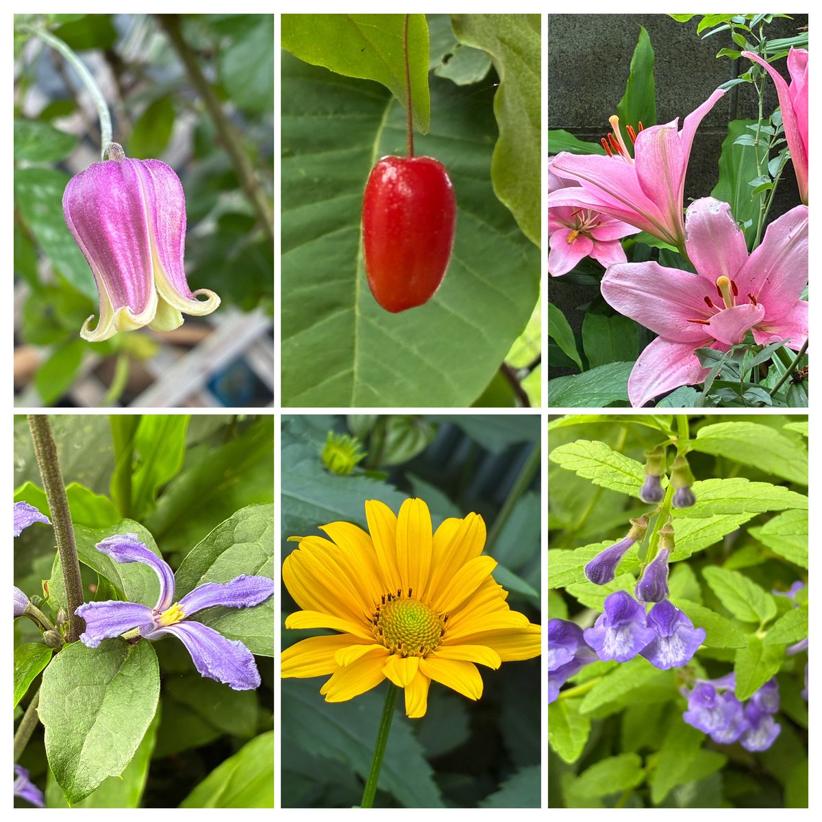 SixOnSaturday Bell-shaped clematis, Cherry silverberry, Oriental