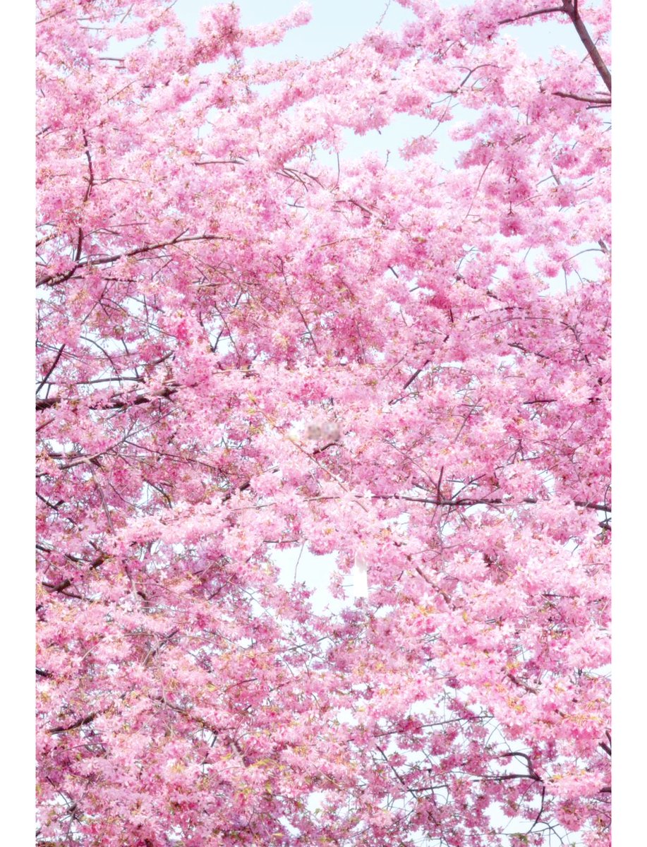 ErasmoFeitrum's tweet photo. Just caught the first cherry blossom bloom of the season! Sunlight filtering through pink petals = pure spring vibes https://t.co/x7rHofIQwJ