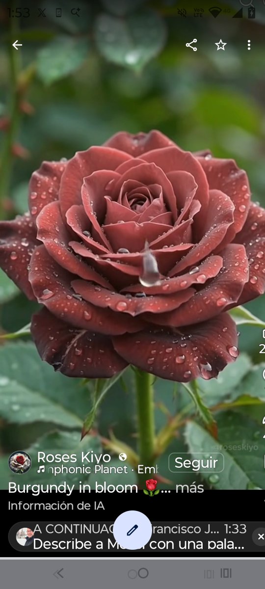 Luisgranate3's tweet photo. Queridos amigos, tengan ustedes un feliz y bendecido día, traje este rosal hermoso y de un color muy original para ustedes, el día está muy nublado y fresco con mucha humedad, les envío un abrazo y quiero mucho! ❤️ https://t.co/l43GmNoaTl