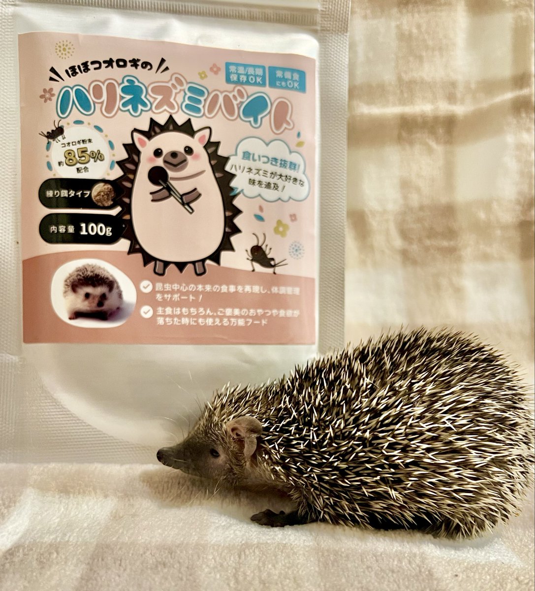 RT @azuazoo13: 東レプの購入品 ハリネズミではないのだけど、ベビー達
