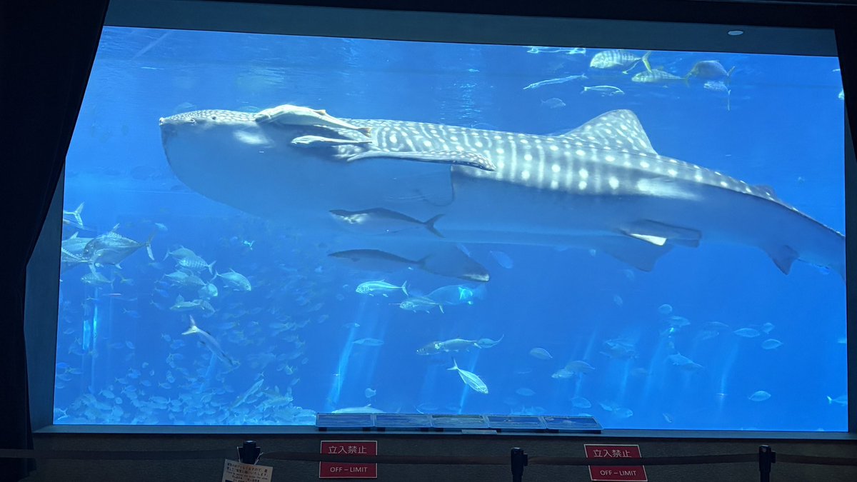 saku_pyonpyon's tweet photo. 先日、娘と沖縄デートしてきた🫶🏻
美ら海水族館、スキューバダイビング、国際通り、、、また沖縄行きたいなー✈️ https://t.co/jcWfYxtzou