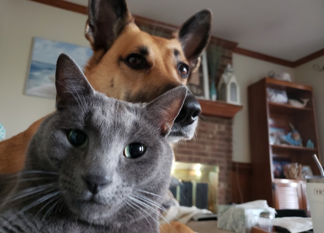 jistauffer73's tweet photo. @Hunter_Eagleman Duke &amp; Bella - that isn't her cat, that is his dog! https://t.co/TDuaqwPL8w