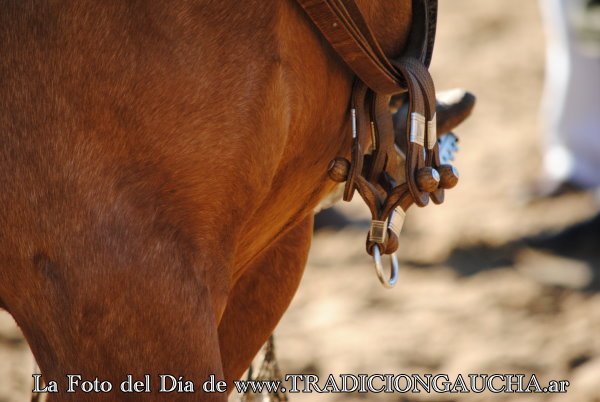tradiciongaucha's tweet photo. 📸 #FotoDelDía #Manea #Tradición
https://t.co/JAtNwCT7Na https://t.co/4Ewomtqiiv