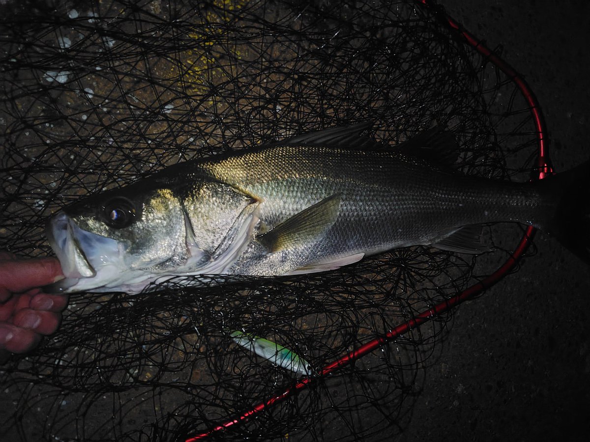 ka2wow's tweet photo. うん。
変なやつが増えてきたな。
釣り特有のルール、マナーが分からないのは仕方ないとしても、想像力の足りないアホが近くに来ると辛い。 https://t.co/MFpFnYCLS5