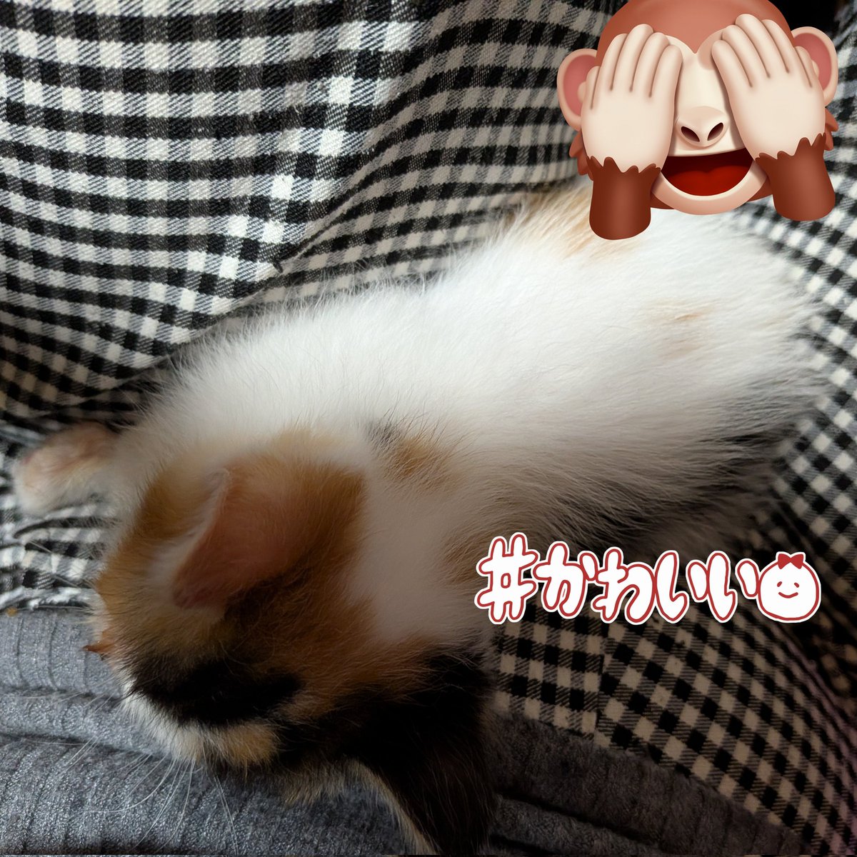 tororocom's tweet photo. 猫ちゃん、ケージで暴れるから、どした？どした？って外出してあげたら私のお膝で寝ちゃった！

ケージで寝るより私のお膝で寝たいんだって
かわいいね…… https://t.co/55WlA3qD9X