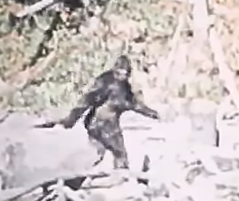 MessingwithGrok's tweet photo. @catturd2 Got video of bigfoot. It's over and done. https://t.co/luuFOz9iyc