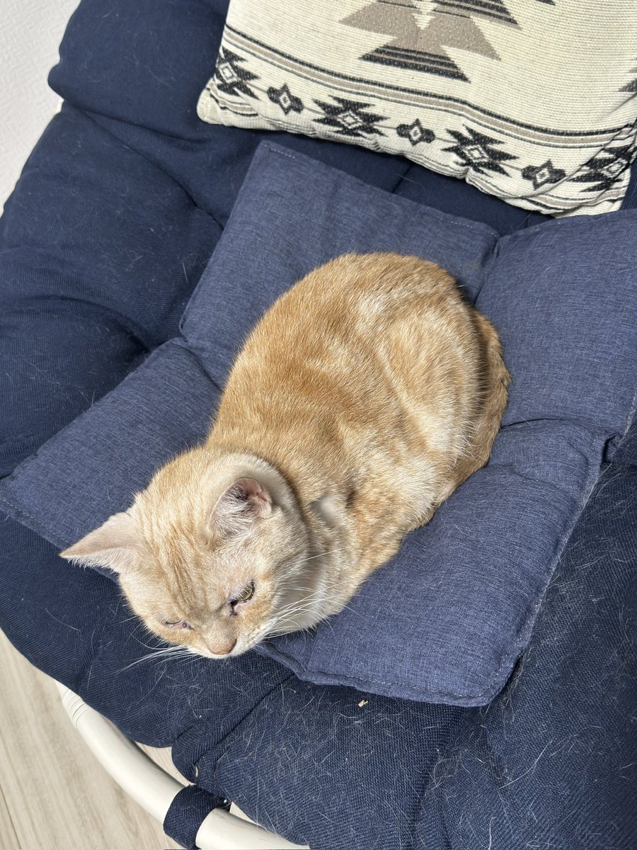 wainonekko's tweet photo. ポルタのお気に入りの場所が最近はシカマルが使ってます

ポルタはここ

#猫のいる暮らし𓏲𓎨 https://t.co/MHFBLCw8An