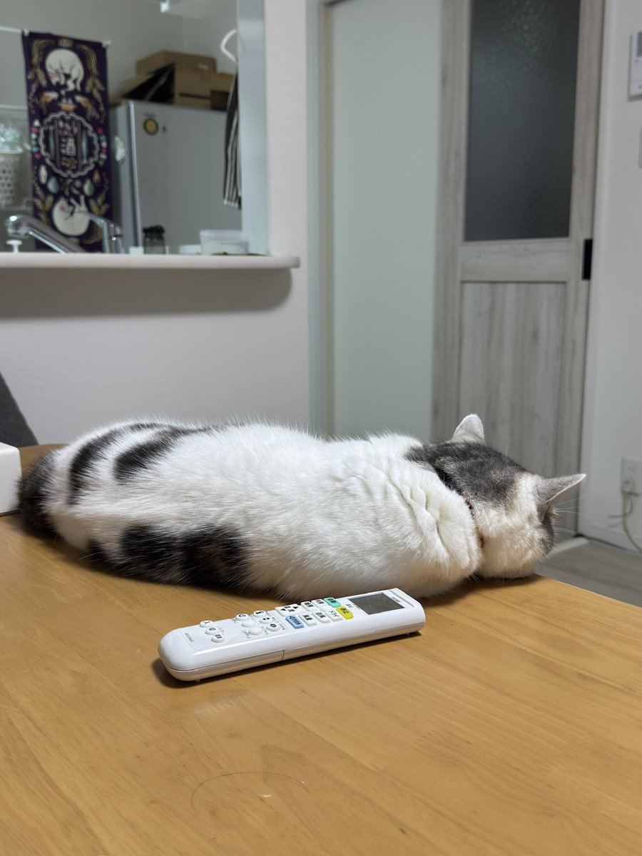 wainonekko's tweet photo. ポルタのお気に入りの場所が最近はシカマルが使ってます

ポルタはここ

#猫のいる暮らし𓏲𓎨 https://t.co/MHFBLCw8An