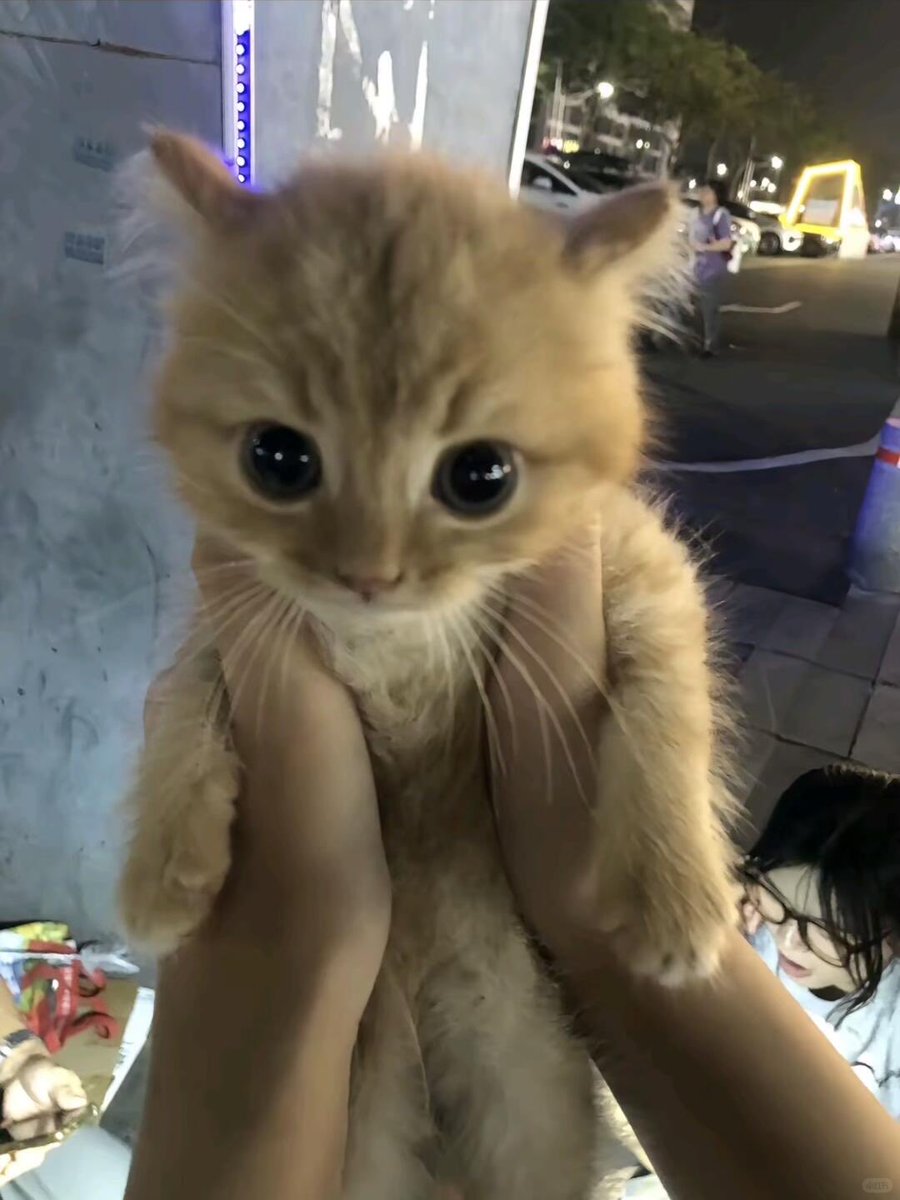 FurBabyVibes's tweet photo. Baby https://t.co/hnWxAJANnH