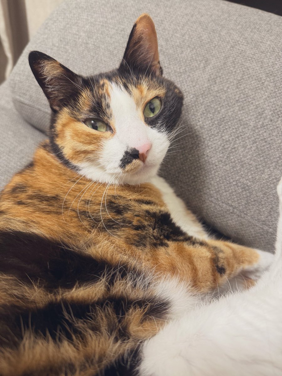 nekoe_onomai's tweet photo. 寝癖でお顔が三角に！ https://t.co/DjyKXkyTOR