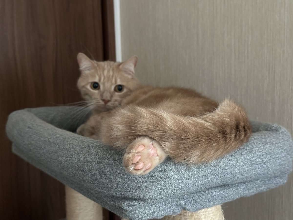gorogoromocha's tweet photo. 2026/07/11
一昨日モカが263週齢を迎えたので成長記録🐈
最近キャットタワーで片足だけ乗っけて寝るのがマイブームなモカピ😻
体重：4.7kg
#モカ成長記録 #263週齢 #猫 #マンチカン #cat #munchkin https://t.co/BOJHJHzt8q