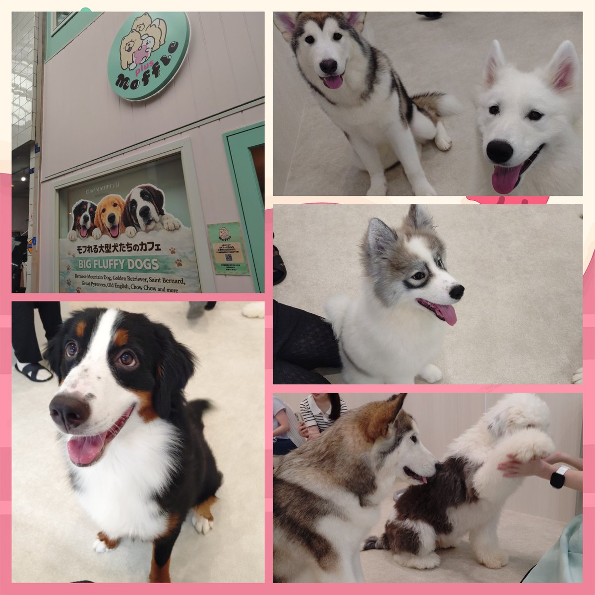 mt_150219's tweet photo. 今日はベルと大型犬カフェに行って買い物してまた勝手にベルの家でくつろいでました(笑)
久しぶりの獣臭キマるね🐶🐶🐶🐶🐶🐶
天ぷら食べたりパフェ食べたりFF10見に行ったり楽しかったー！
ベルの一言「あのさく…は！！！」 https://t.co/DRS2i2cbqZ