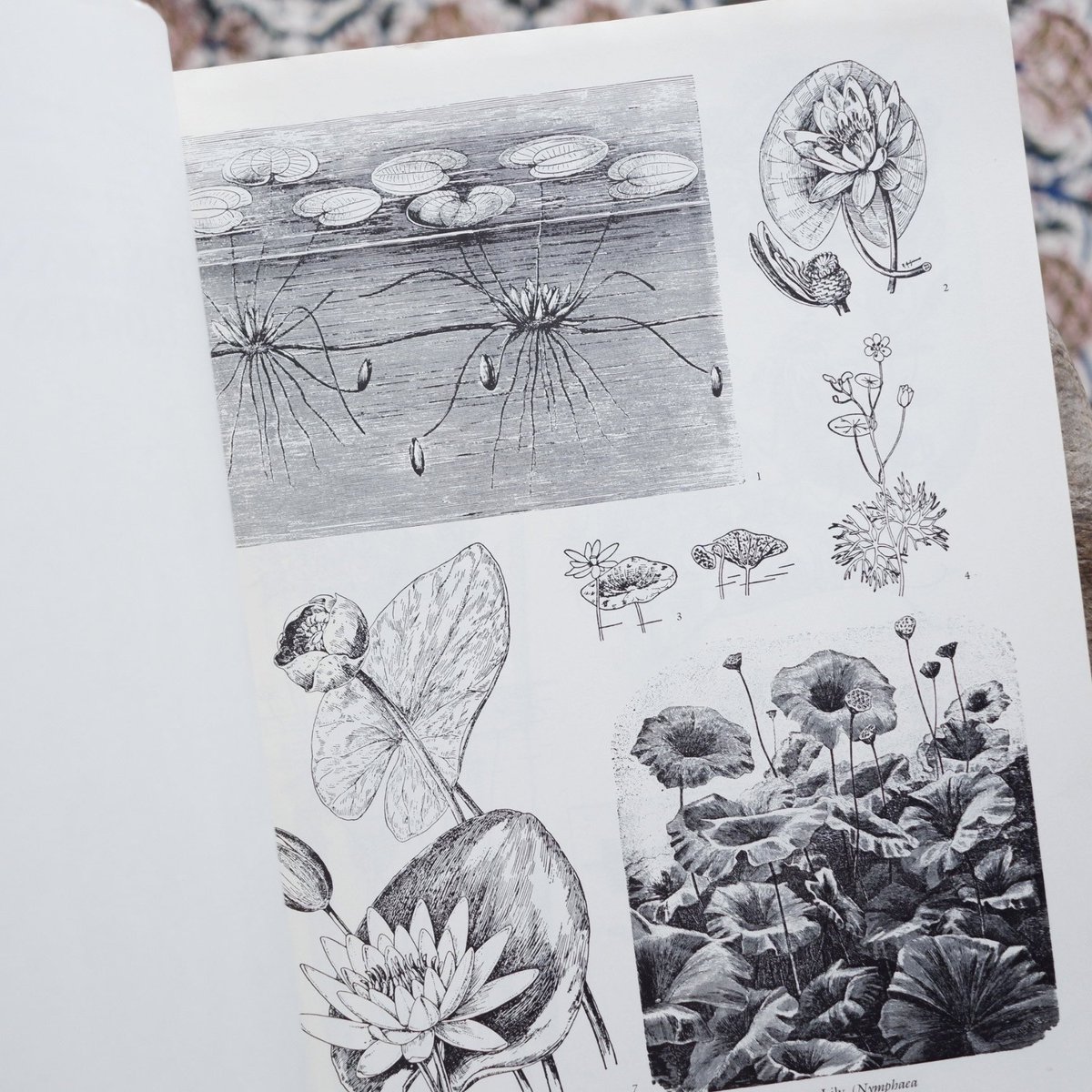 sunababooks's tweet photo. ◎古本入荷

Alan E. Bessette and William K. Chapman
『Plants and Flowers: 1,761 Illustrations for Artists and Designers』（Dover Publications）

世界中の植物や花のイラストが1,761点収められた、著作権フリーの素材集。
https://t.co/fFLEIpRnD7 https://t.co/Z7BXpfvdAG