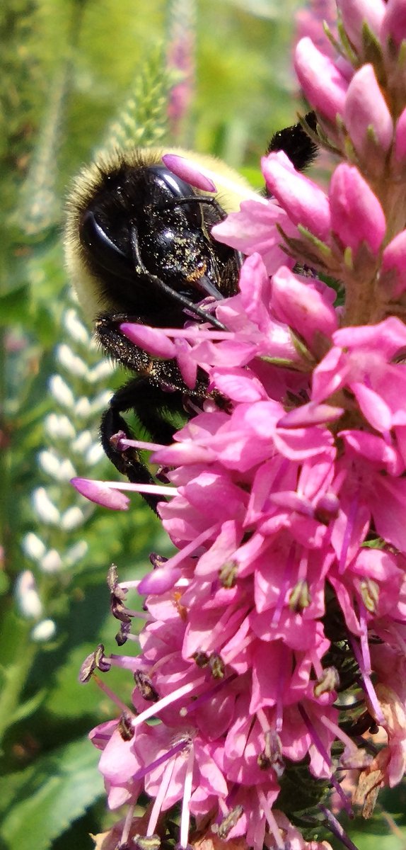 pkreed6189's tweet photo. Back in April and May it appeared we'd have a healthy population of insects and pollinators. Seems some "spraying" may have been done as it wasn't really a drop-off in the population as much as it was a collapse. No bees, butterflies, ladybugs, crickets, spiders etc. 🤬 https://t.co/txClwCD5ye