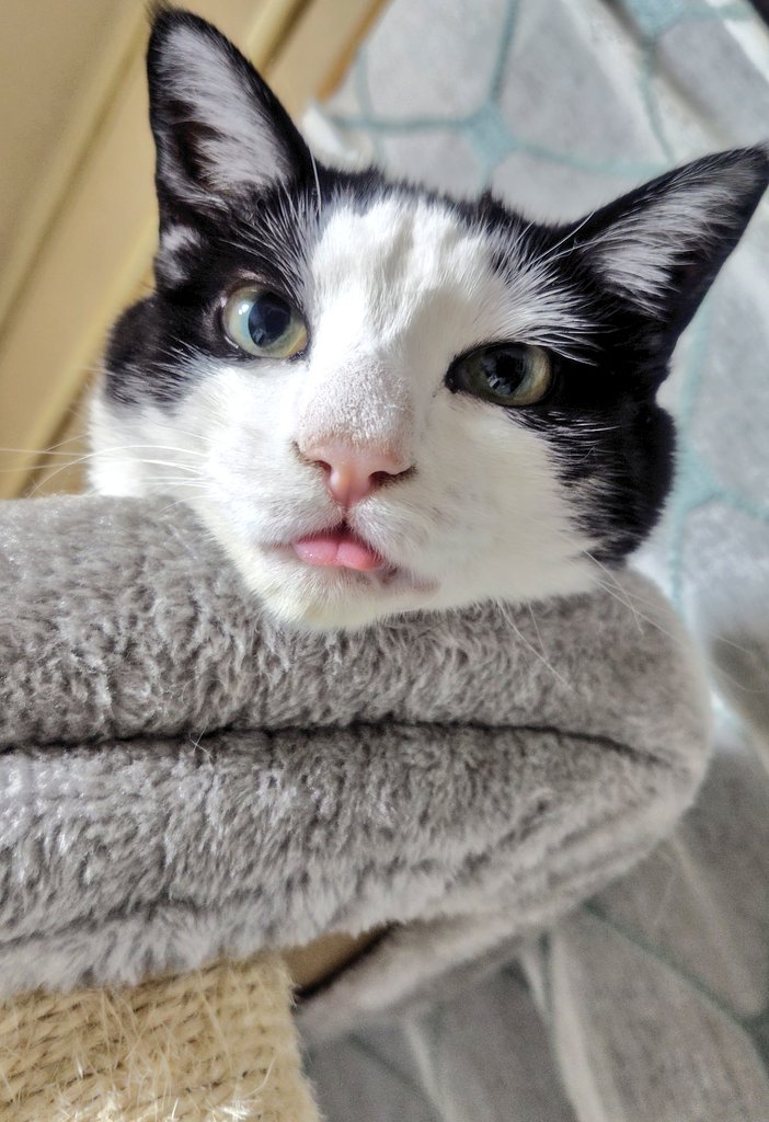 sparkinggorou's tweet photo. ベロしまい忘れ猫ちゃん
長男ちゃんはすぐにしまい忘れる！
#猫
#猫との暮らし https://t.co/GUc4NMMU8d