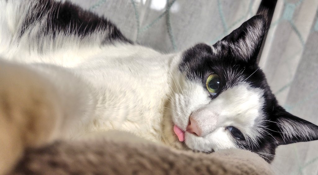 sparkinggorou's tweet photo. ベロしまい忘れ猫ちゃん
長男ちゃんはすぐにしまい忘れる！
#猫
#猫との暮らし https://t.co/GUc4NMMU8d