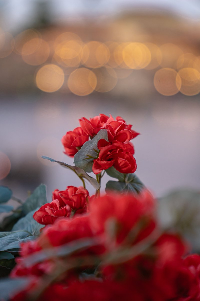 r______photo's tweet photo. 造花から本物の花まで、ディズニーシーには本当にきれいな花がたくさん。

景色だけじゃなく、足元や花壇にもついカメラを向けたくなります。🌼📷

 #ディズニーシー  #花写真  #ディズニーリゾート https://t.co/6UxXQ5JRJ2