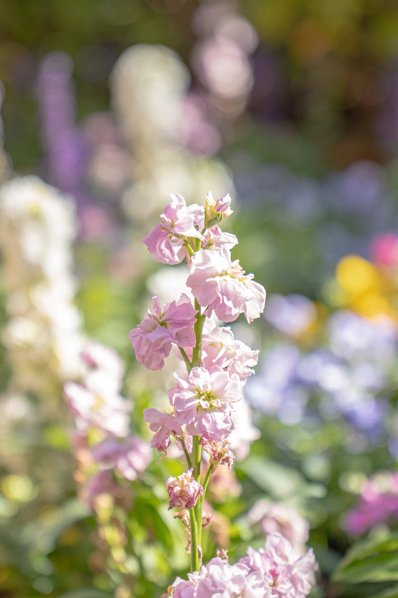 r______photo's tweet photo. 造花から本物の花まで、ディズニーシーには本当にきれいな花がたくさん。

景色だけじゃなく、足元や花壇にもついカメラを向けたくなります。🌼📷

 #ディズニーシー  #花写真  #ディズニーリゾート https://t.co/6UxXQ5JRJ2