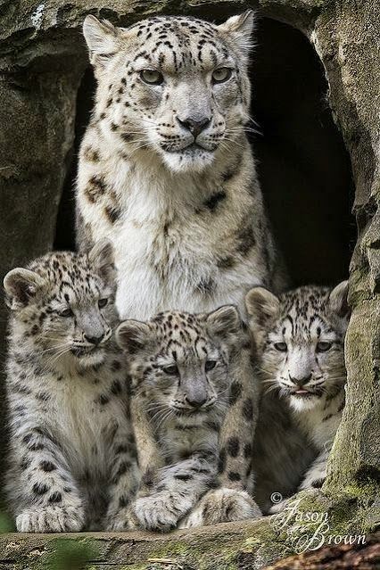 NatureAnimalw's tweet photo. https://t.co/Vih7Mbpg8Y