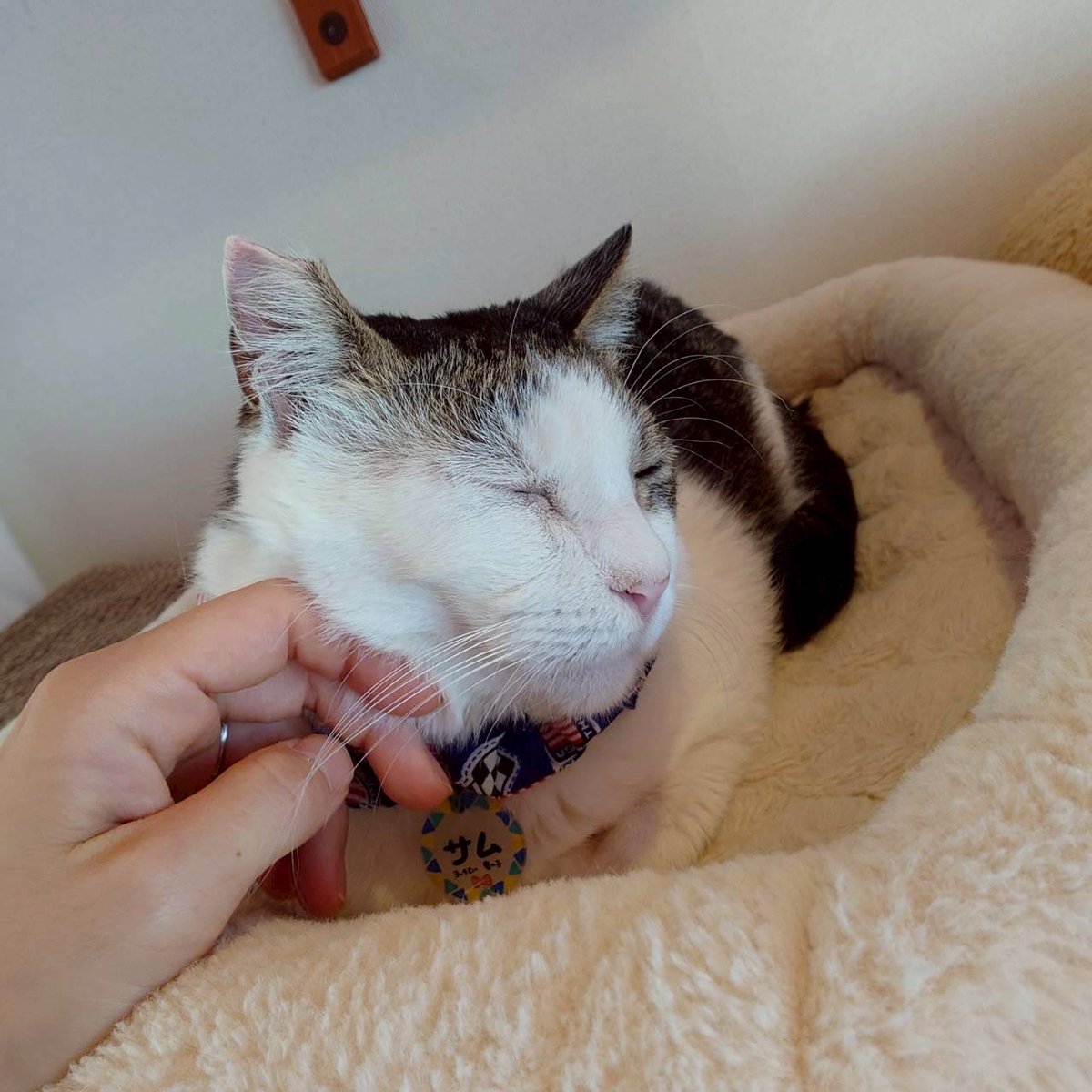 catcafesakura2's tweet photo. まだかなまだかな('ω'* 三 *'ω')
なでなできた✨️
在籍期間7/31迄
迫ってます！！
 #さむ🌸
 #在籍期間
 #里親募集中
 #ずっとのお家
 #保護猫カフェさくら2号店
 #保護猫 #埼玉 #越谷 #エイズキャリア https://t.co/OShmdXyAdr