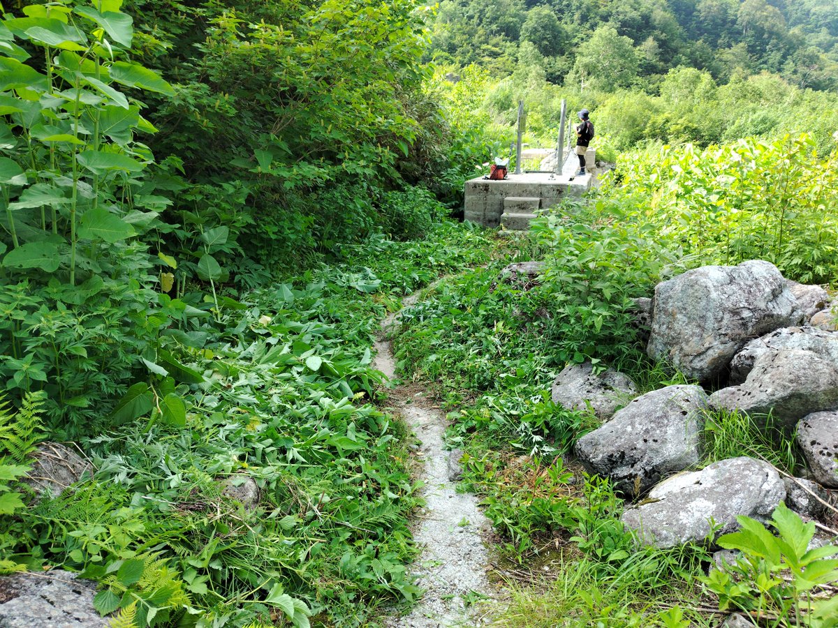 masagozawa's tweet photo. 昨日小屋から刈り始めた二股方面の登山道除草ですが、二股吊り橋に到達しました。ここから先の仙人新道は仙人池ヒュッテさんがやっておられます。二股吊り橋も先日7日に架けられました。吊り橋からは迫力のある三の窓谷の眺望が素晴らしいですが、暑くてヘロヘロなので早々に小屋へ帰還… https://t.co/FHz9zl2iN8