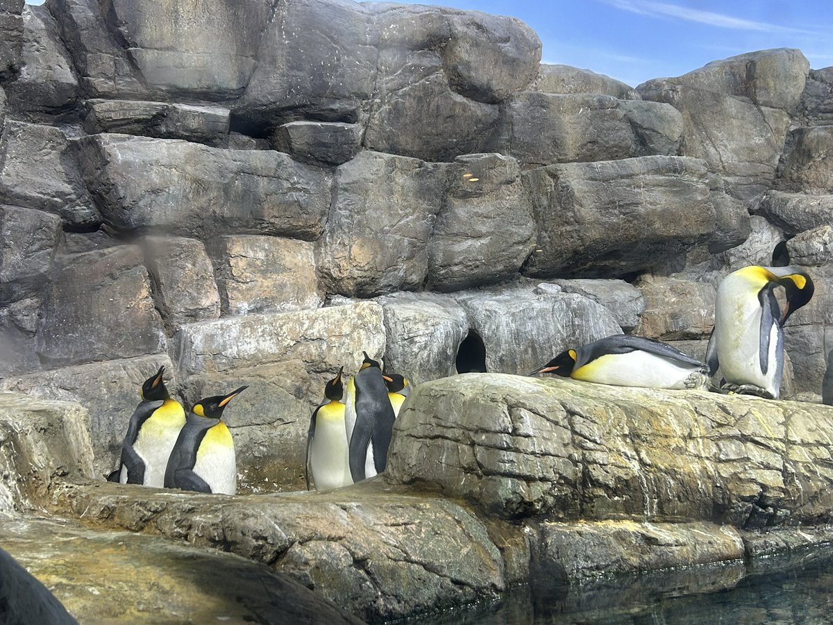 ps_hs2211's tweet photo. 本日は八景島シーパラダイスへ
夜の水族館に入るイベントがあったので昼間はあまり見られない姿が見られたよ🤭

#八景島シーパラダイス
#オウサマペンギン
#ジェンツーペンギン https://t.co/jfza6qoxx6