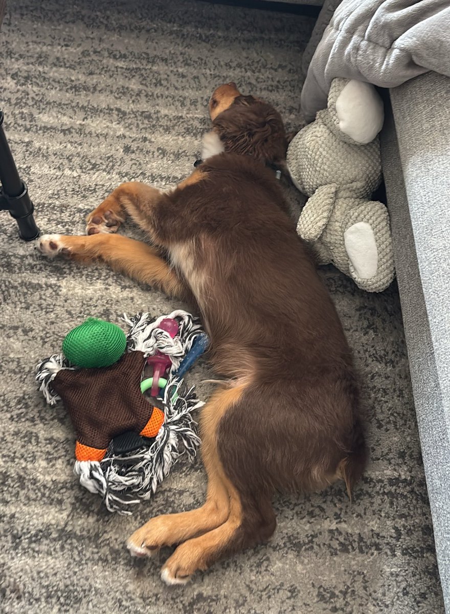 DanieltheWitz's tweet photo. When I say “I got that dog in me,” this is what I mean https://t.co/n7b80qVmf5