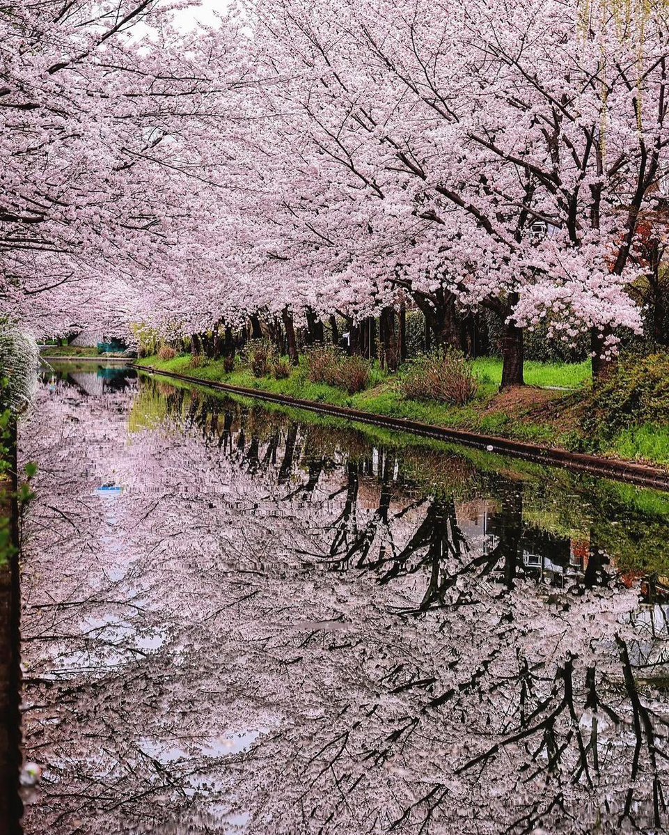 frau_fisch's tweet photo. Spent 3 days exploring the winding alleys of Kyoto, sipped matcha at a 100-year-old teahouse, and watched the cherry blossoms fall like soft snow. Pure magic that I’ll carry with me forever! https://t.co/5TRASJd1g6