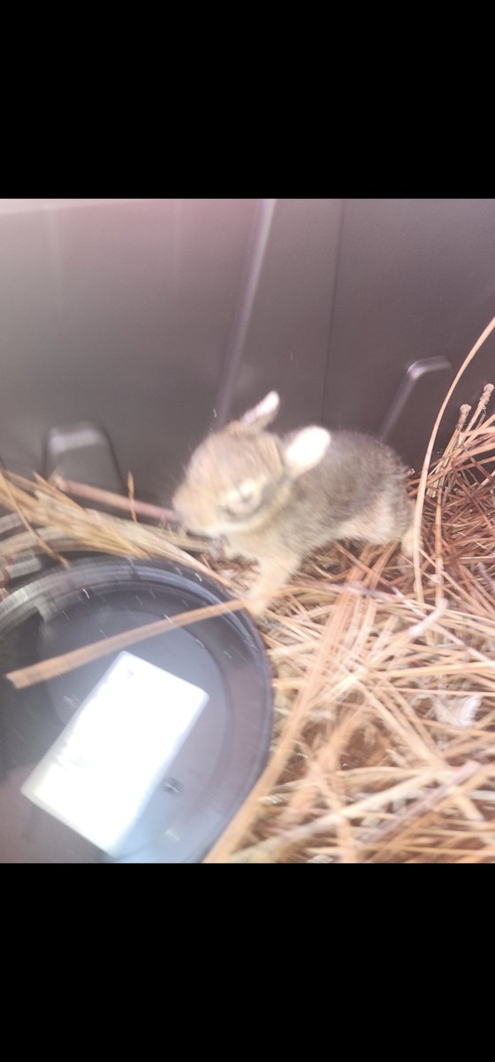 Pro_LifeGuards's tweet photo. RESCUE POST US19 6am Hope hopped into my life.  She followed me around looking for help.  God is Good. https://t.co/UusaqME4EK