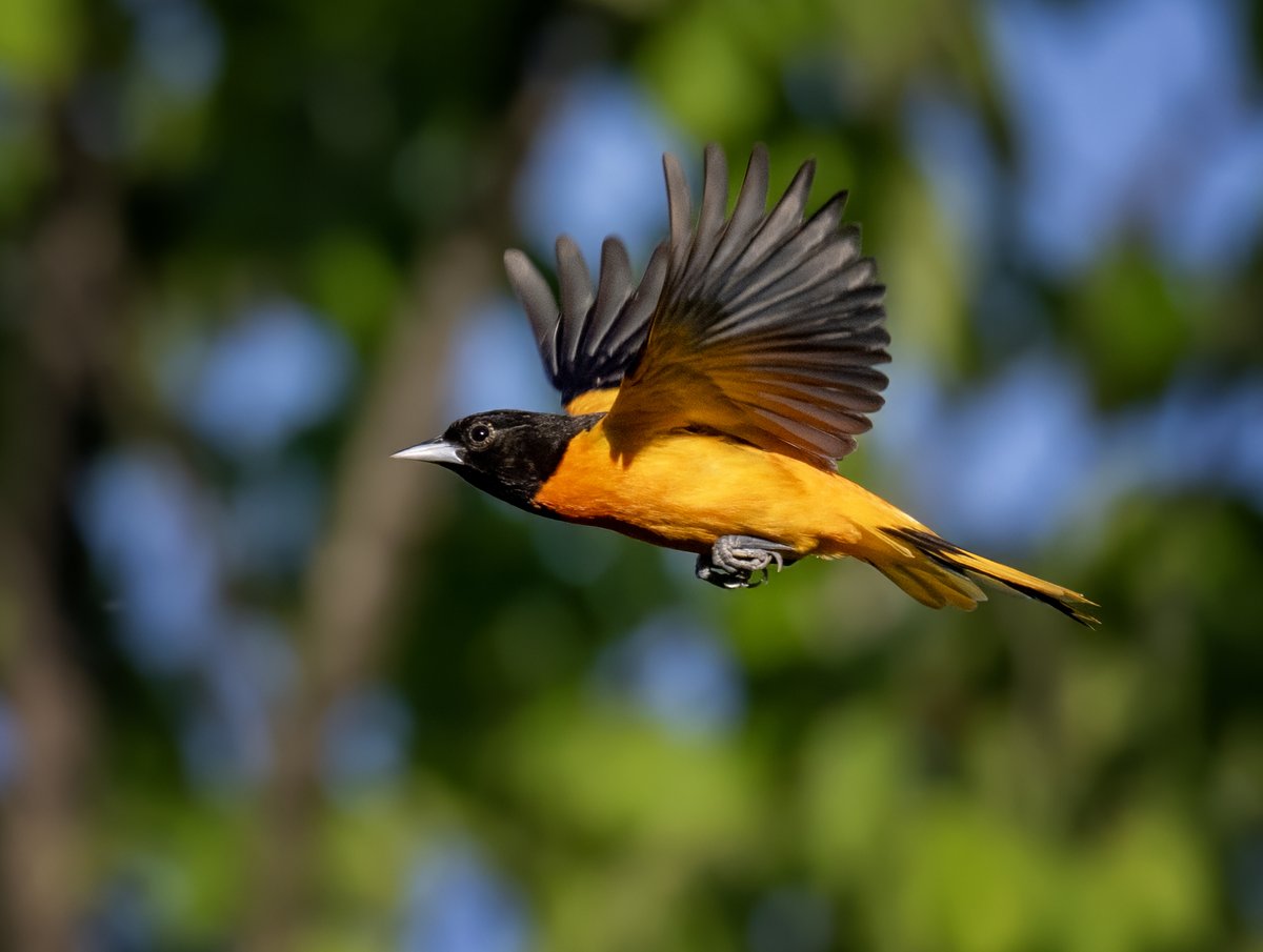 JocAPhotography's tweet photo. A male Baltimore Oriole flying along the edge of the woods.  🖤🧡 https://t.co/Ih3VZu5lVu