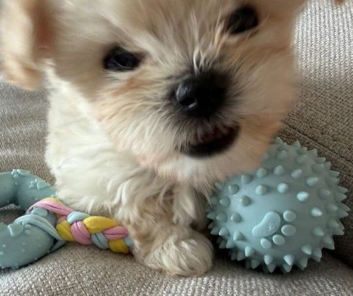 MI_MINJEONG's tweet photo. หนูไม่โกดทิ่แม่ไปเล่นกับม๋าตุวอื่น ไม่โกดเลยสักนิด!🐶💢 https://t.co/CqdfVs2uXe