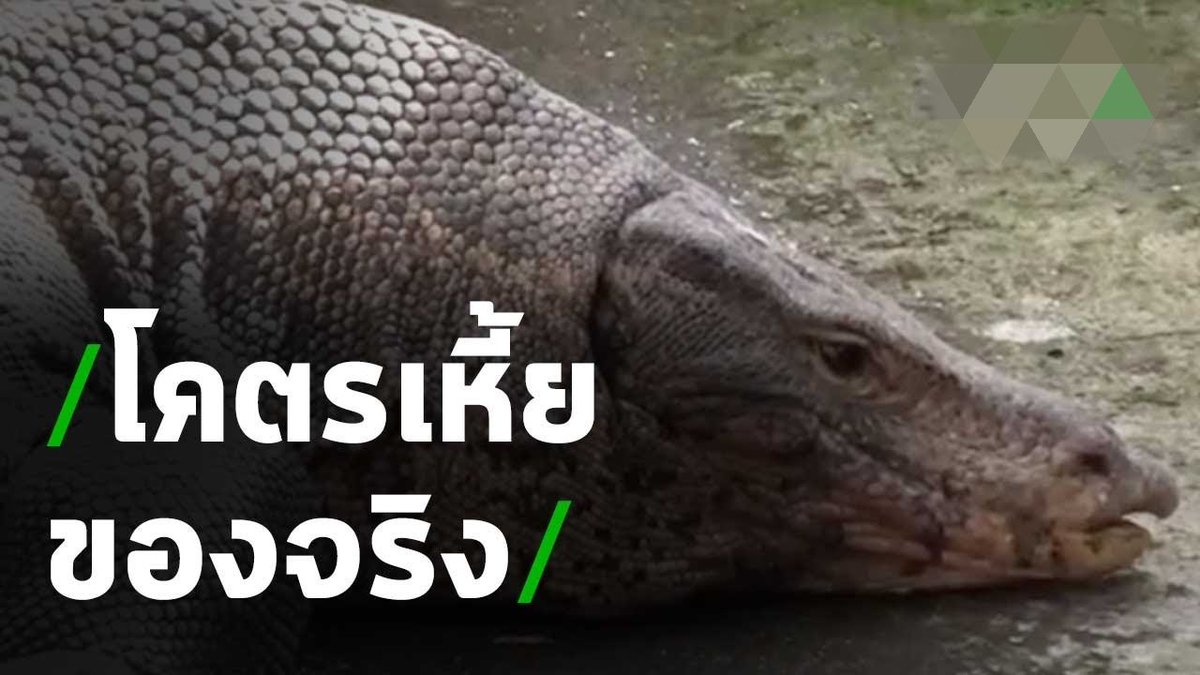 KP_Mathavorn's tweet photo. @Lizarddriverx ถ้ากระบะควาย ไอ้เจ้าของมอไซก็ โคตรเหี้ย แหละ https://t.co/1HwOZzvbjo