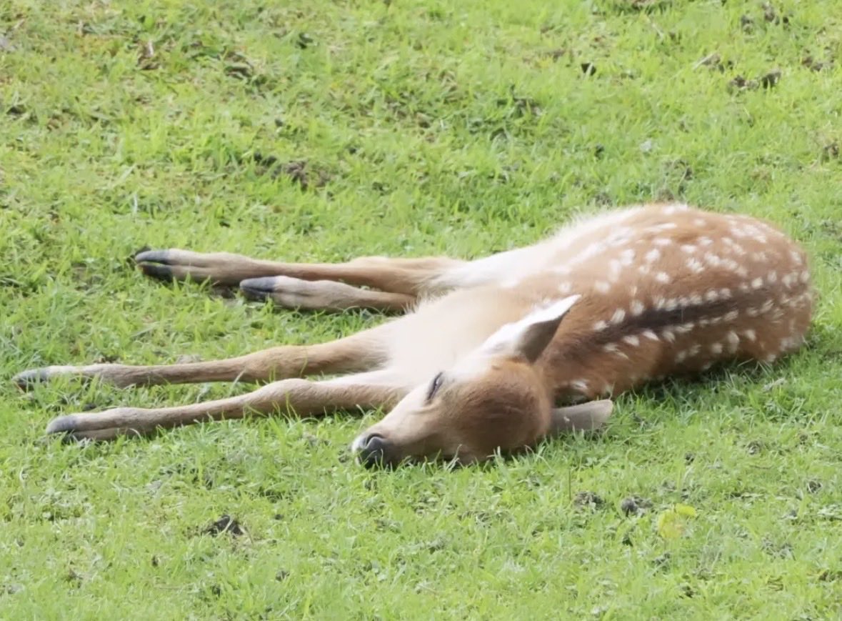 CocchiDeer's tweet photo. Eeeeeeeeeeepy https://t.co/VRcvd2KOYX