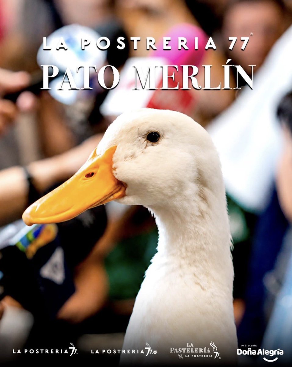 raulgtzoficial's tweet photo. 💸🦆 ¡Lo dijo de viva voz! El influencer Poncho De Nigris aseguró que pagó 200 mil pesos a la dueña del famoso Pato Merlín para que visitara su restaurante La Postrería 77, durante la reciente visita del ave a la Sultana del Norte. 👀🍨

🗣️ “Le pagué 200 mil pesos a la dueña del pato; se fue bien contenta, platicamos, se ayudó a la familia y el pato, en su mejor momento, estuvo en La Postrería 77… y se acabó”, declaró Poncho.

😱