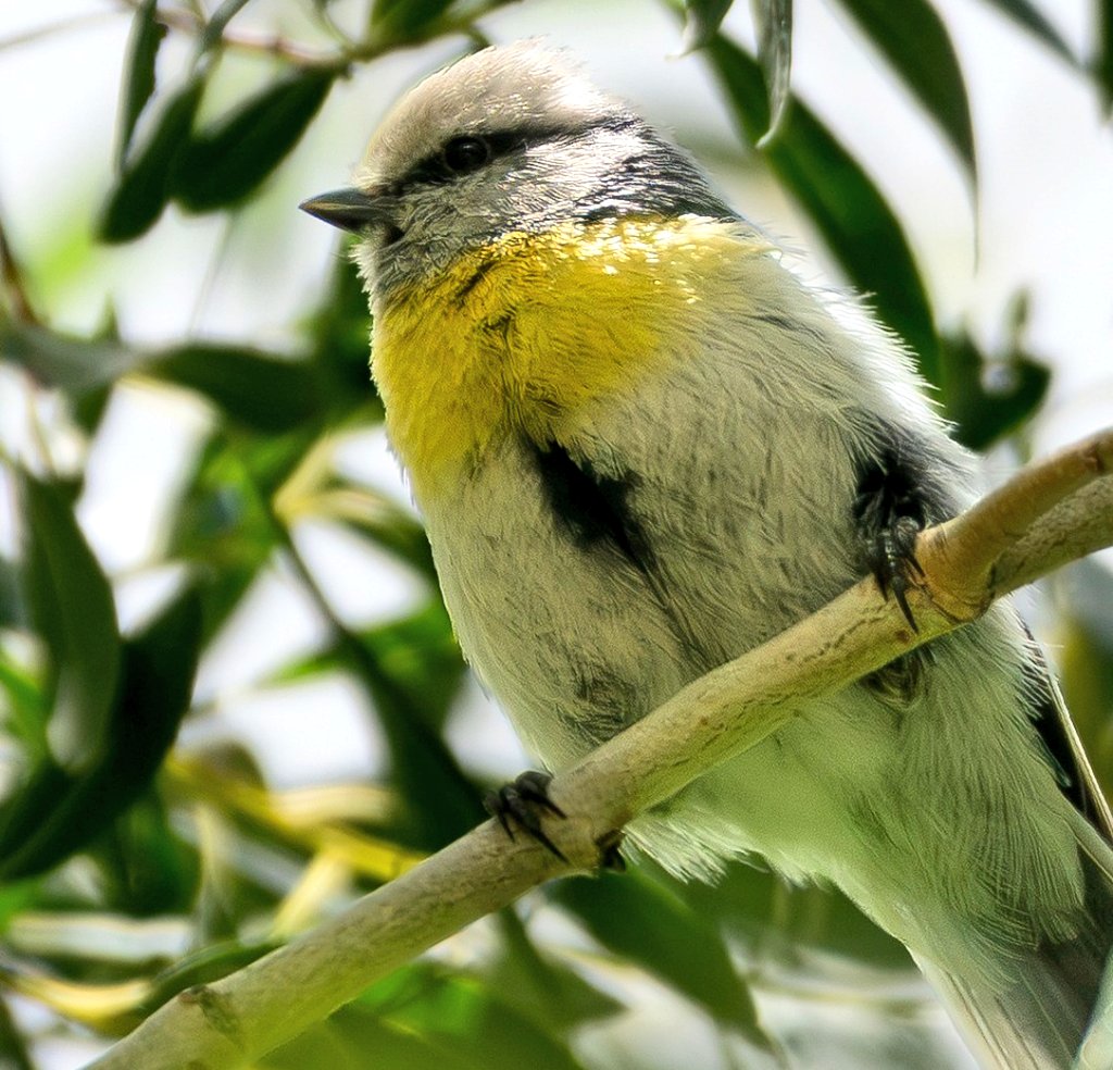 FaisalAminKhan's tweet photo. Great news for bird lovers. Azure Tit (Cyanistes cyanus), last recorded in Pakistan 96 years ago (Photo 1)
White-winged Snowfinch (Montifringilla nivalis) (photo 2)  probably recorded for the 1st time in Pakistan.
Both recorded in Broghil &amp; Mastuj, Chitral. https://t.co/txJG8RPAZc