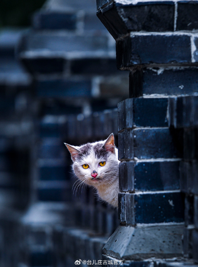 kkkkiive's tweet photo. Got caught in a quiet alley and stumbled on this old cat napping on a wooden crate — small, warm street magic right here.， https://t.co/0rTAZx5UjJ
